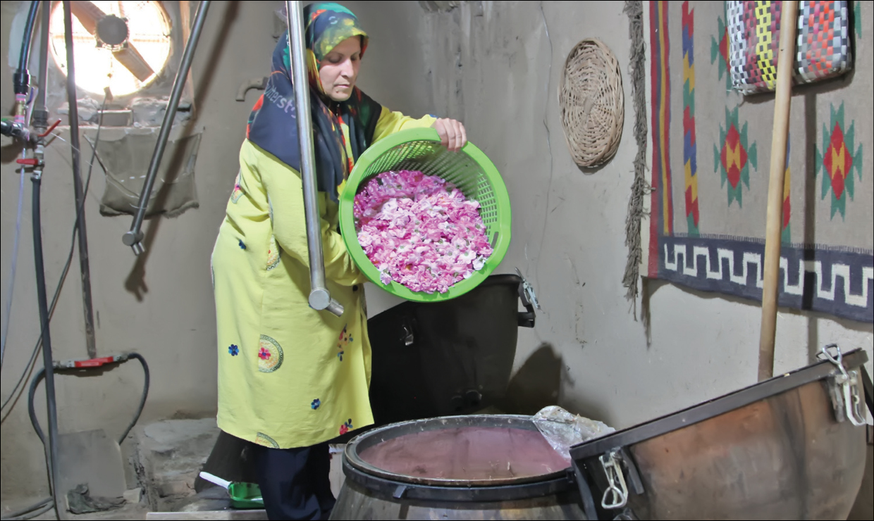 در روستاهای‌حاشیه تهران مراسم گلابگیری سنتی برگزار می‌شود