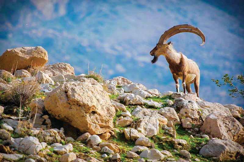 مشارکت 2سازمان در کنوانسیون تنوع زیستی