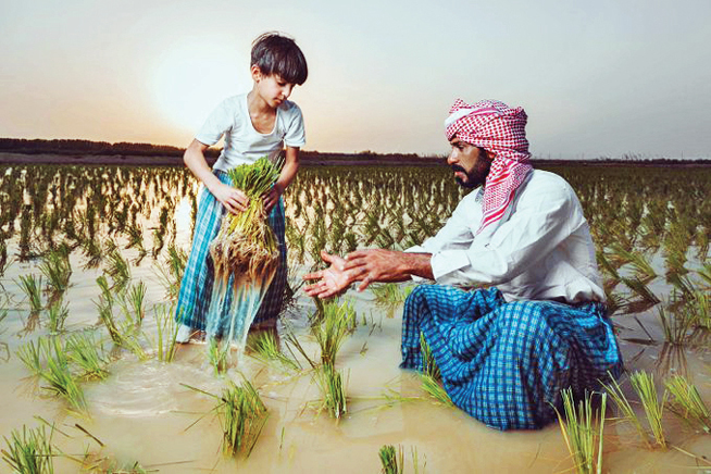 شالیزار در سرزمین شن