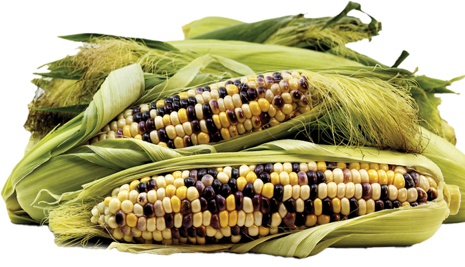 کشت ذرت رنگارنگ در تربت‌جام