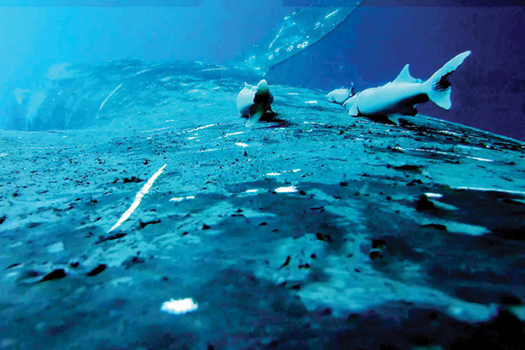 سفر شگفت‌انگیز ماهی‌های مکنده بر پشت نهنگ‌ها