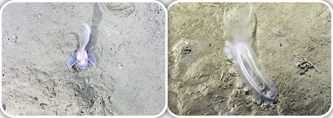 رازهای پنهان زیر موج‌ها