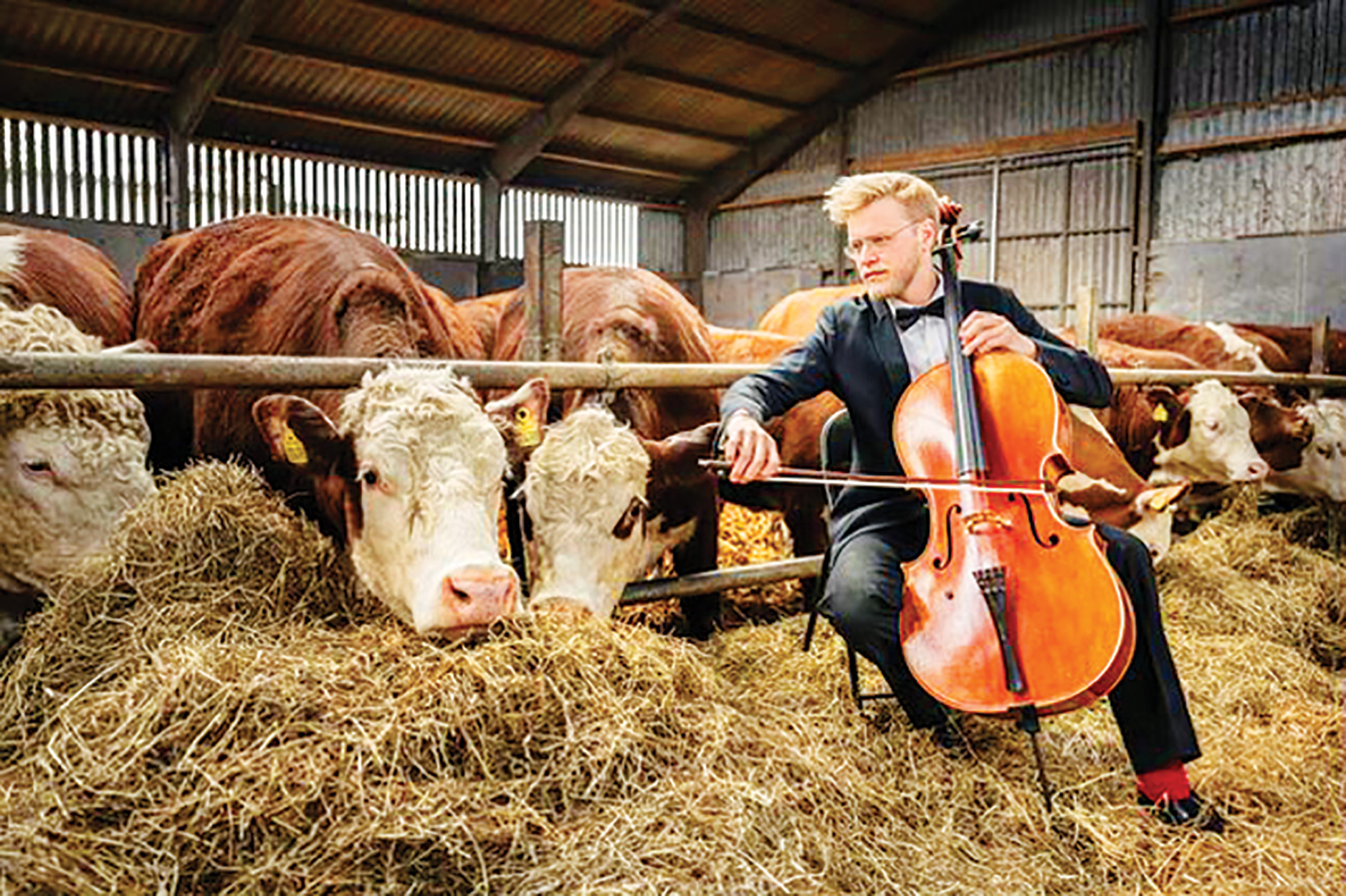 ماجرای پارتی گاوها‌