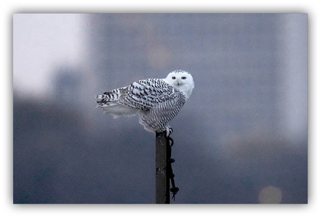 دو جفت چشم جغدی!