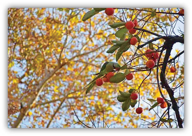 چراغانی تهران!