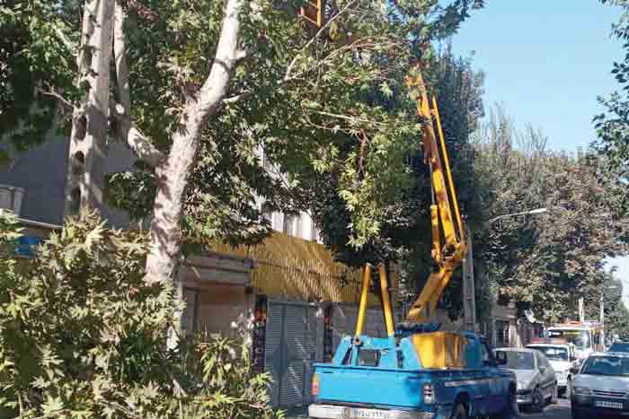 گلایه شهروندان از بریدن خودسرانه شاخه‌های درختان توسط اداره برق منطقه