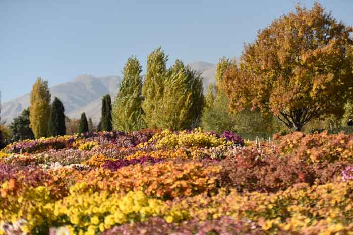جشنواره ای از ۶۰۰ طیف گل رنگی در باغ گیاه‌شناسی ملی ایران برپاست