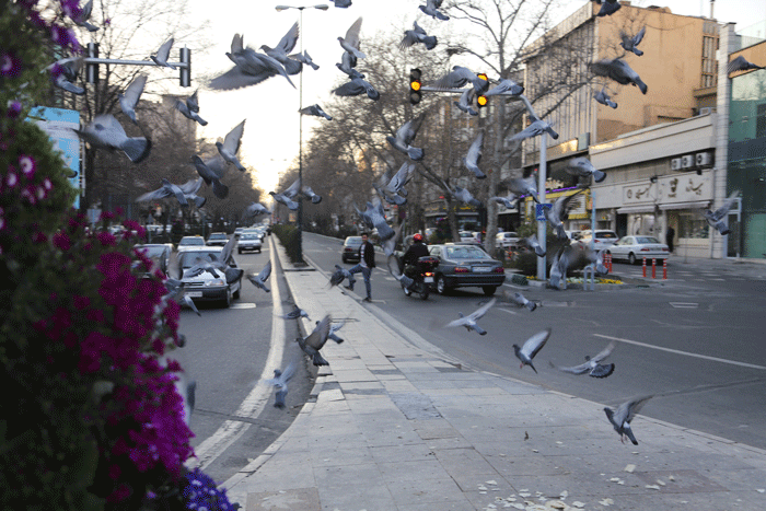 مدیرکل اداره محیط‌زیست‌شهرداری تهران از ضرورت حفظ بیش از ۲۰۰‌گونه پرنده در شهر می‌گوید
